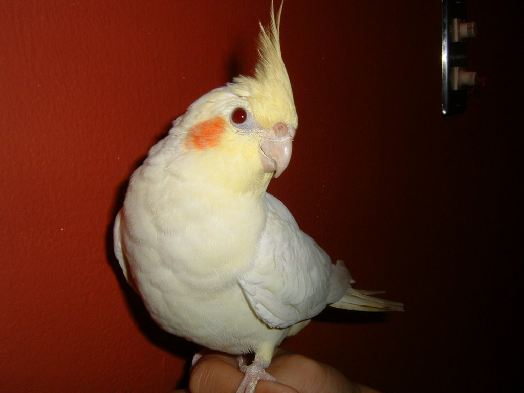 2004/01/18台北玄鳳鳥聚