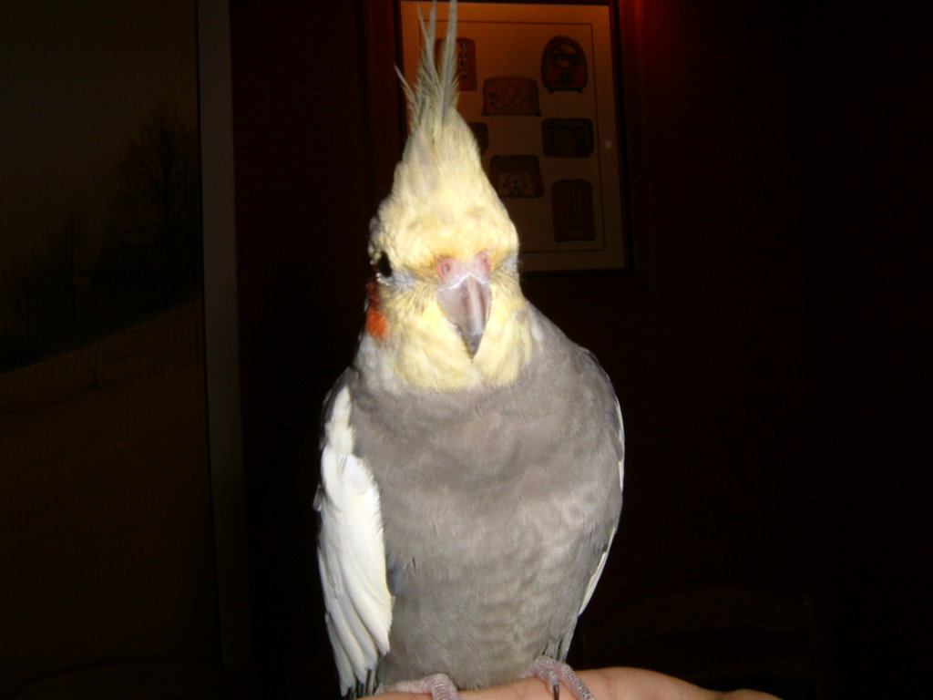 2004/01/18台北玄鳳鳥聚