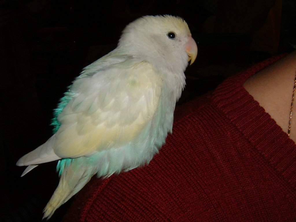 2004/01/18台北玄鳳鳥聚