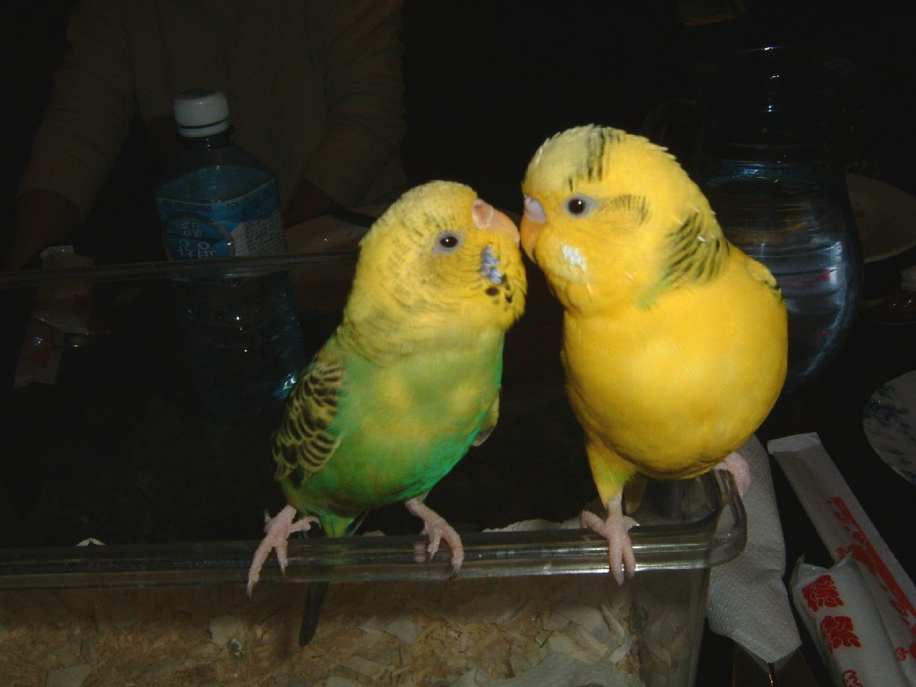 2004/01/18台北玄鳳鳥聚