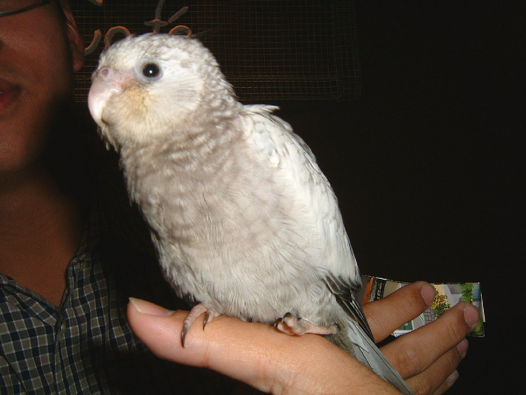 2004/01/18台北玄鳳鳥聚