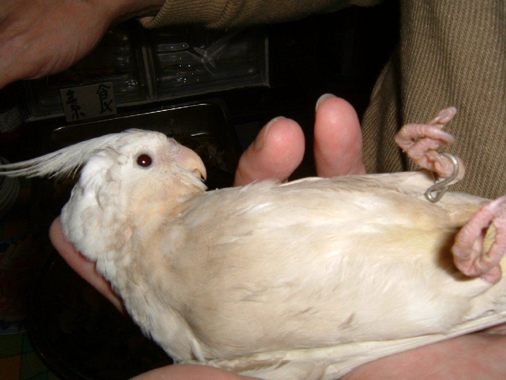 2004/01/18台北玄鳳鳥聚