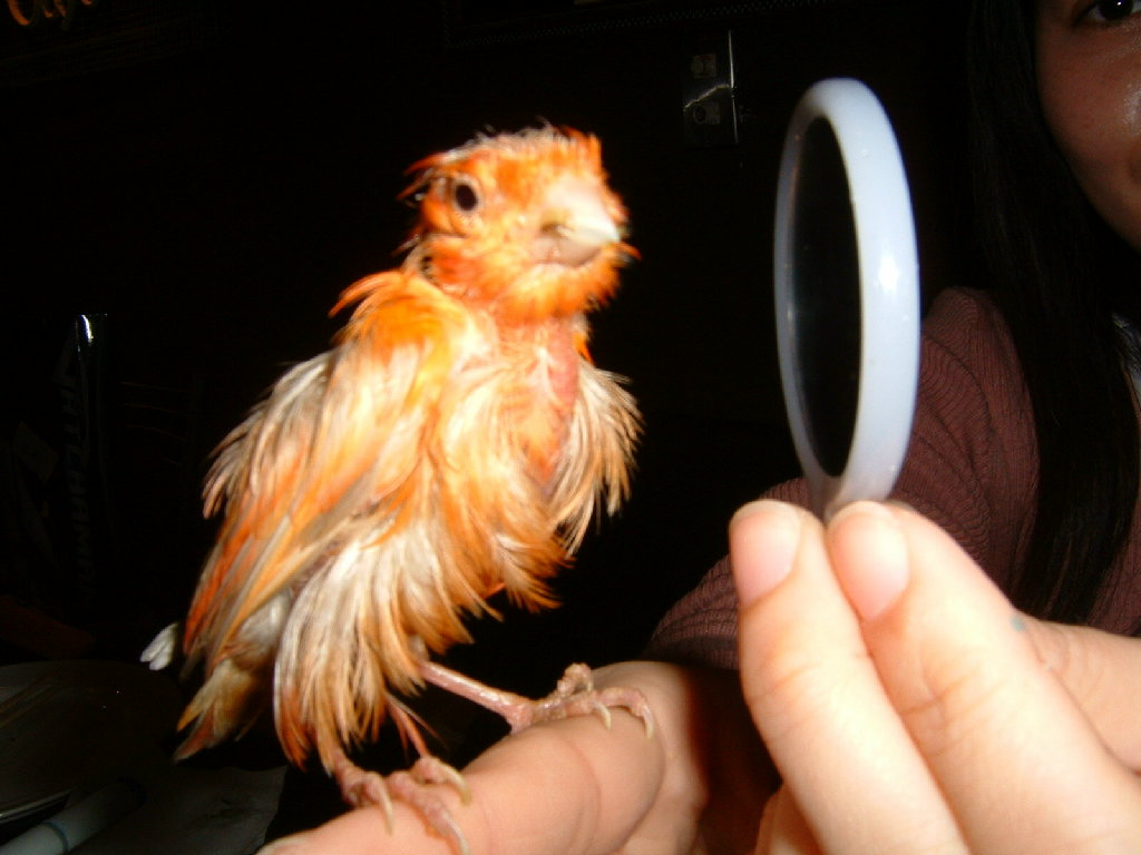 2004/01/18台北玄鳳鳥聚