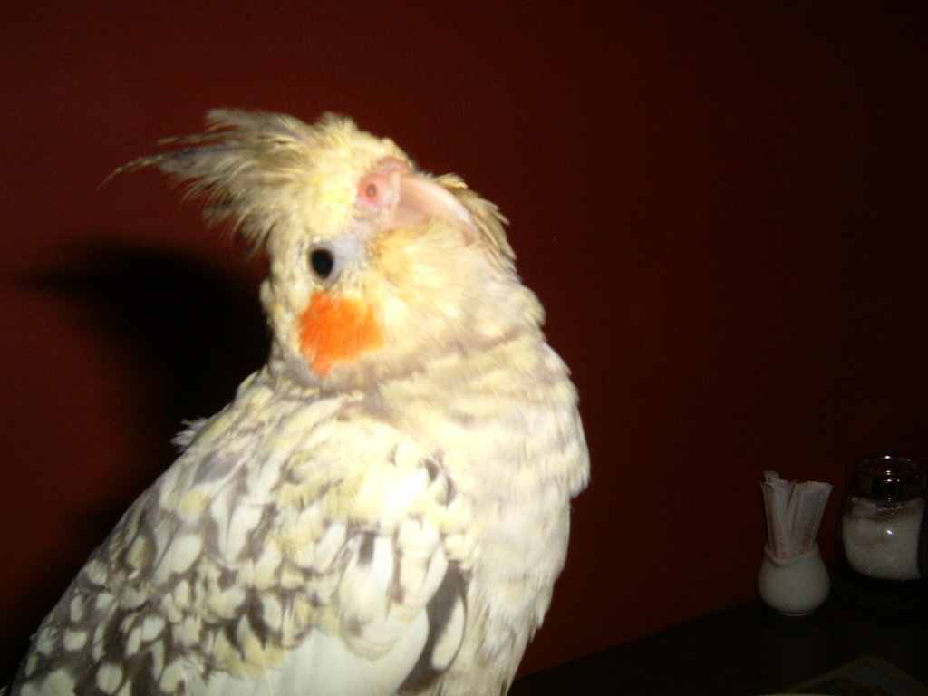 2004/01/18台北玄鳳鳥聚