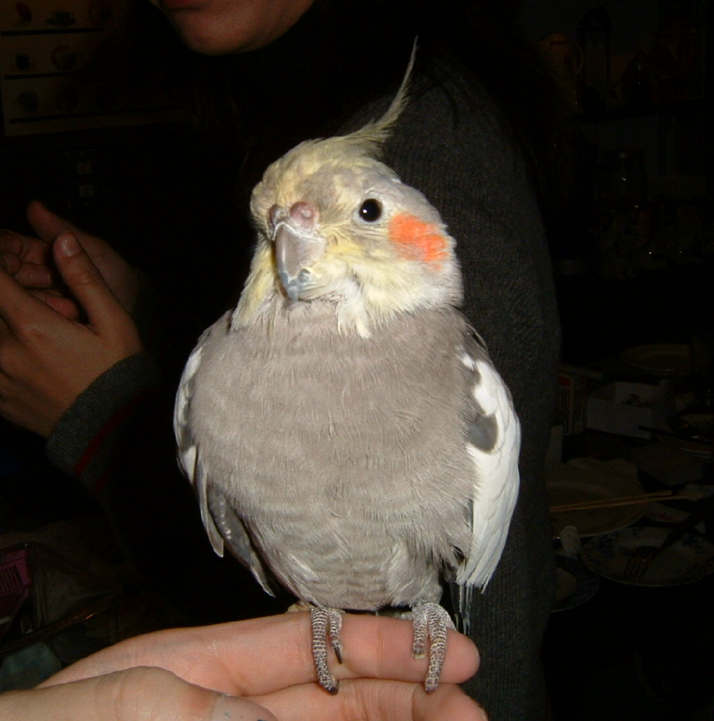 2004/01/18台北玄鳳鳥聚