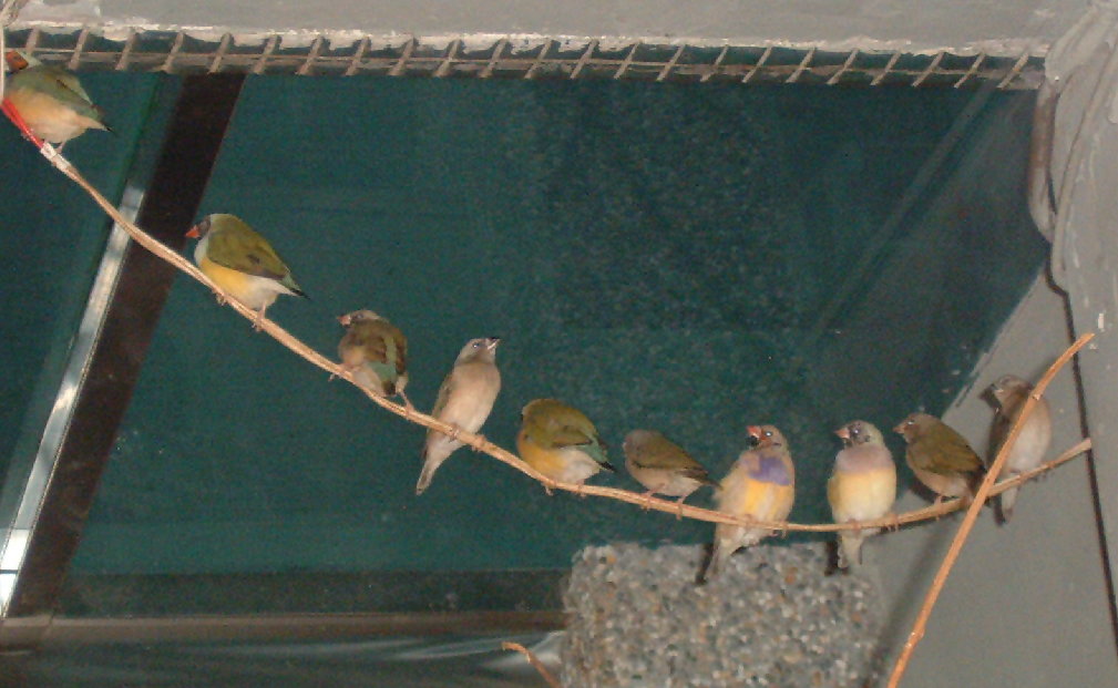 2004/01/18台北玄鳳鳥聚