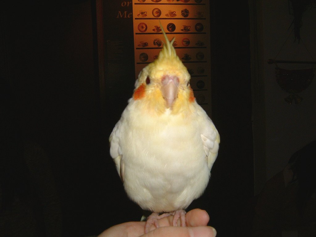 2004/01/18台北玄鳳鳥聚