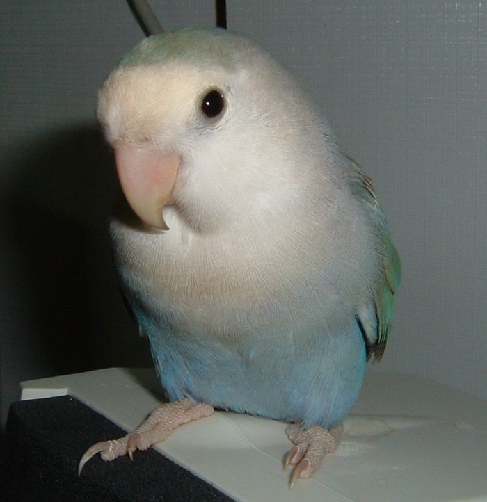 大頭鳥系列之一