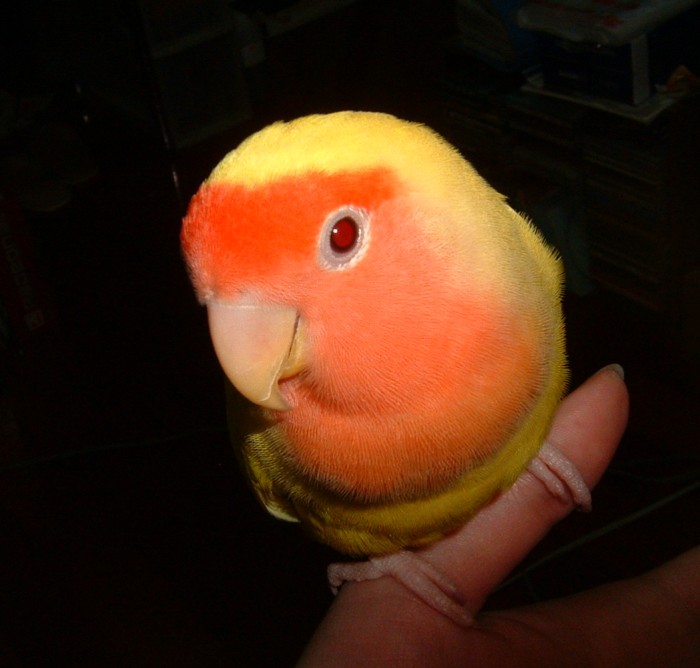 大頭鳥系列之二