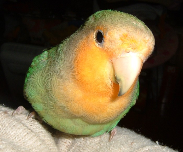 大頭鳥系列之三