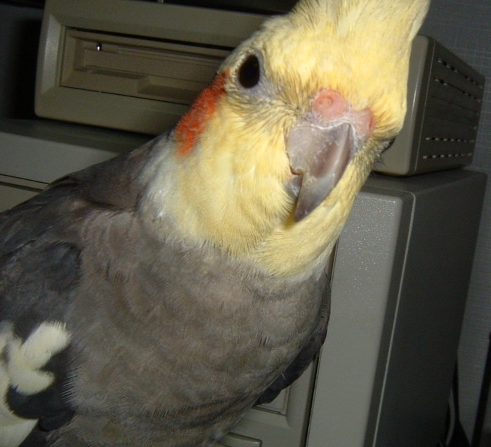 大頭鳥系列之四