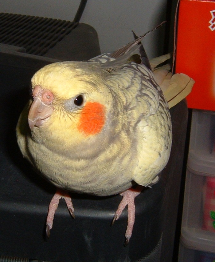 大頭鳥系列之五