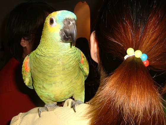 2004_0620台北鳥聚