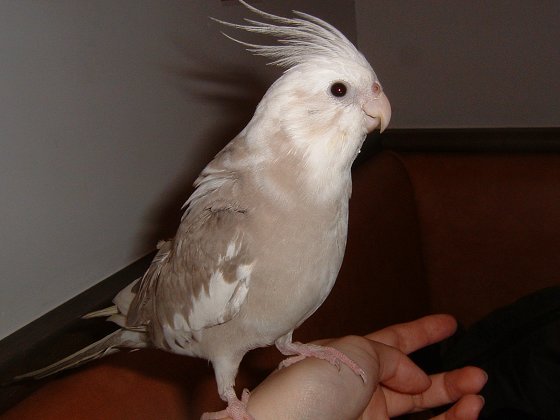 2004_0620台北鳥聚