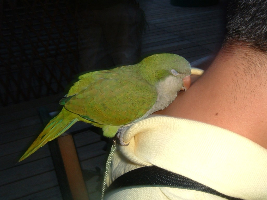 鳥聚好累哦~