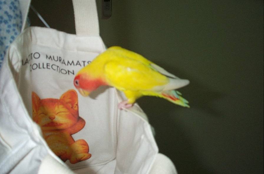 flyinbird