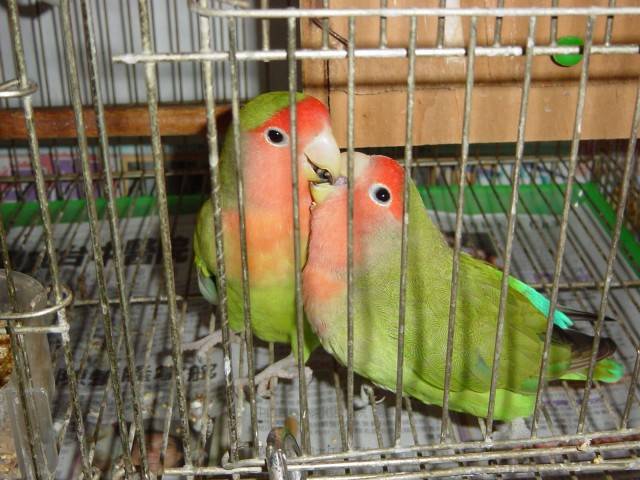 Kiss