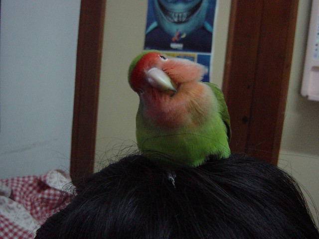 頭歪歪