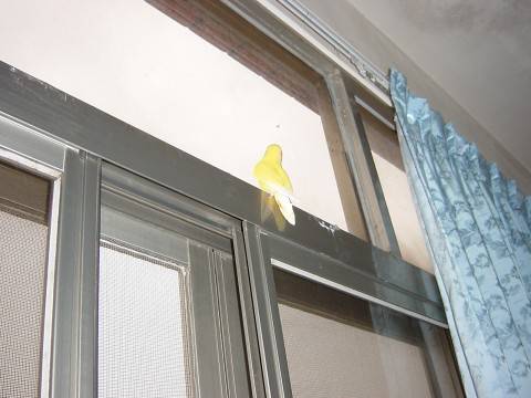 想飛