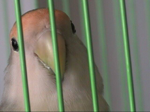 龍中鳥....