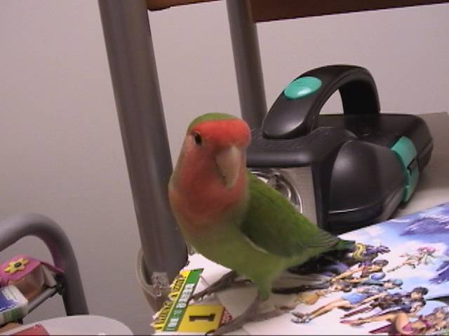鳥視眈眈
