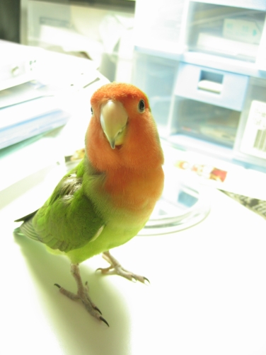 三小鳥