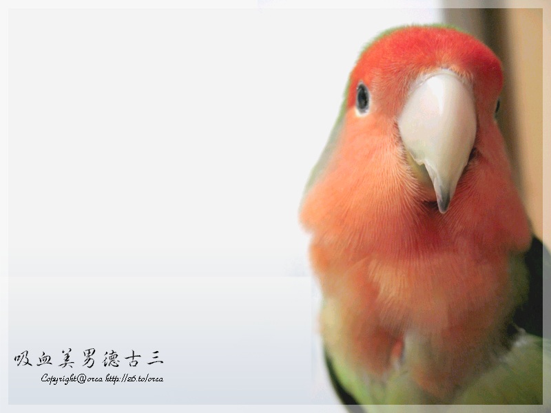 美男桌布