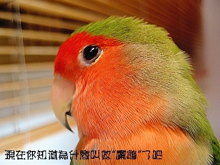 小老"鷹"