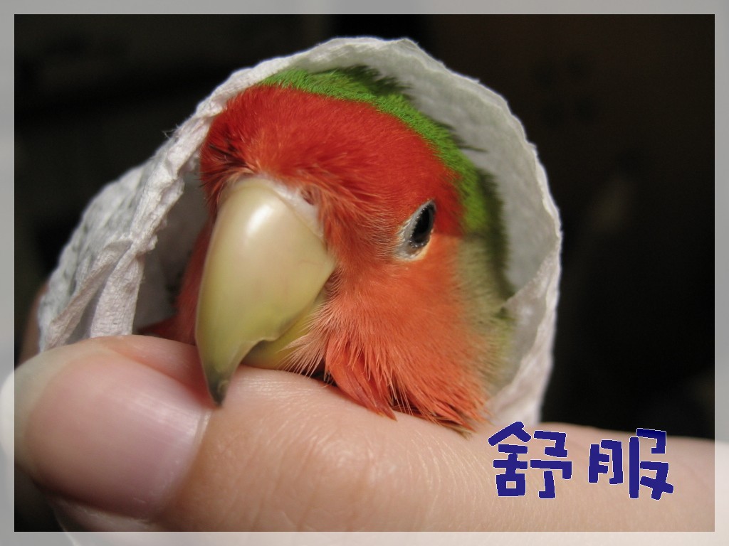 洗過澡澡的香小鳥~~~