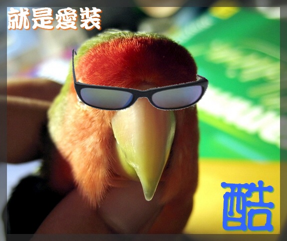 就是愛裝酷....