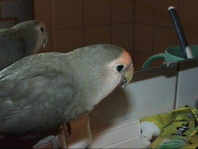 小白愛照鏡子~~