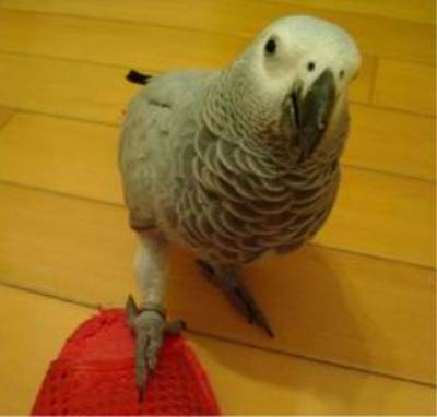 灰鸚