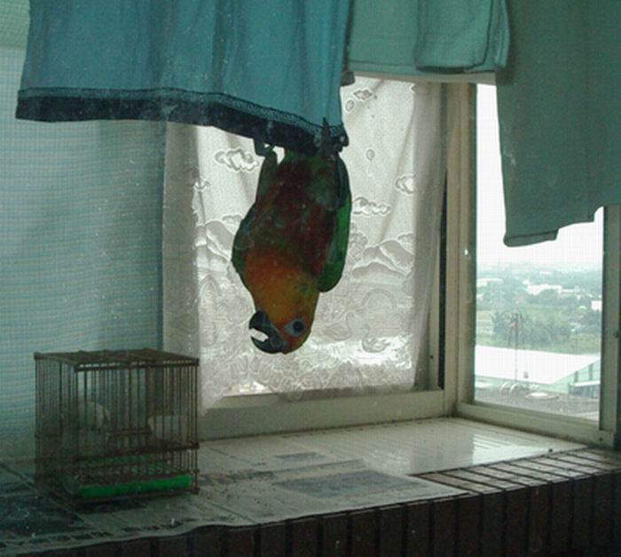 珍達蝙蝠