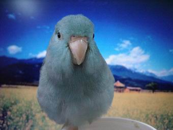 油菜花田