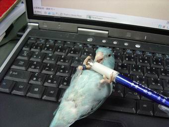 做體操