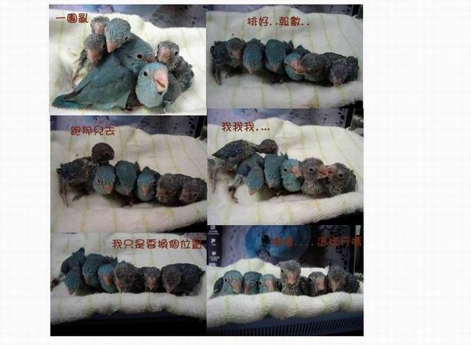 可愛的一群太平洋