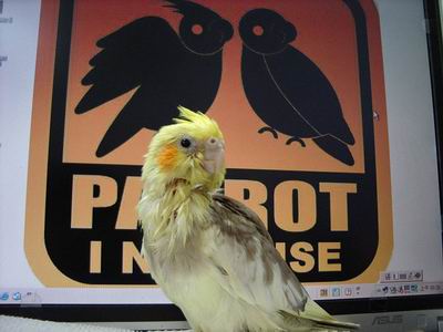 PARROT IN HOUSE