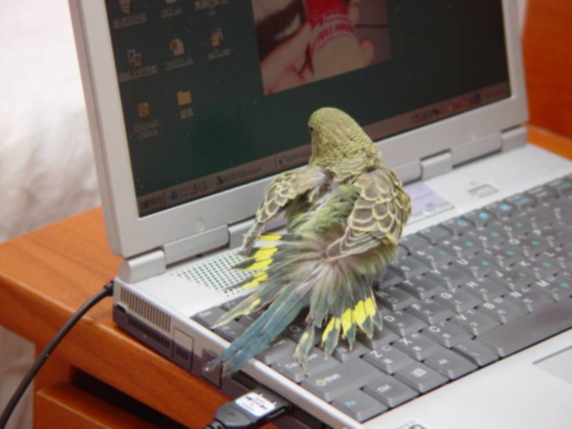 屁股開花