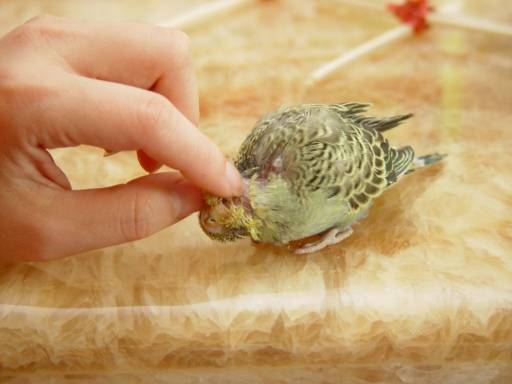 救鳥ㄛpart II
