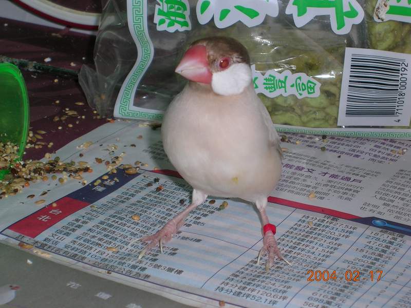 紅茶妹妹