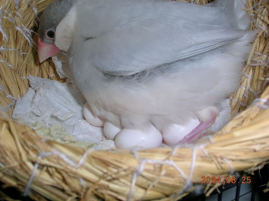孵蛋2