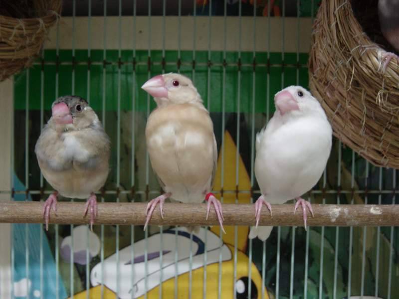 三鳥成行