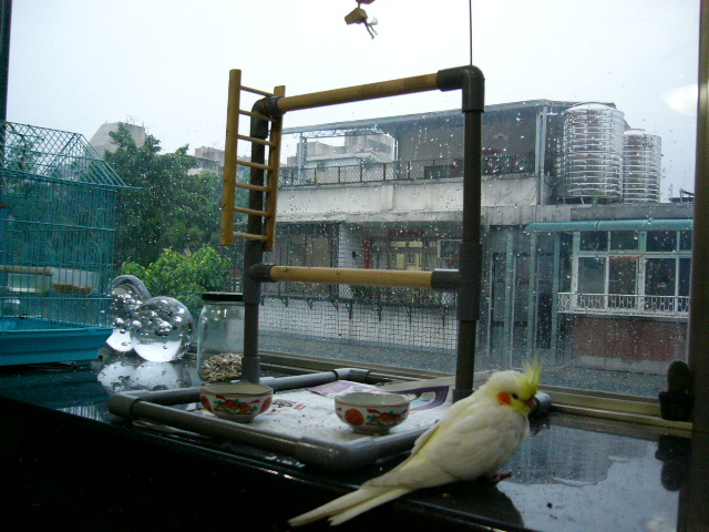 DIY雙層站架~玄鳳御用