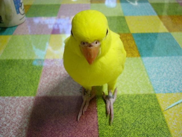 大頭鳥-黃月輪