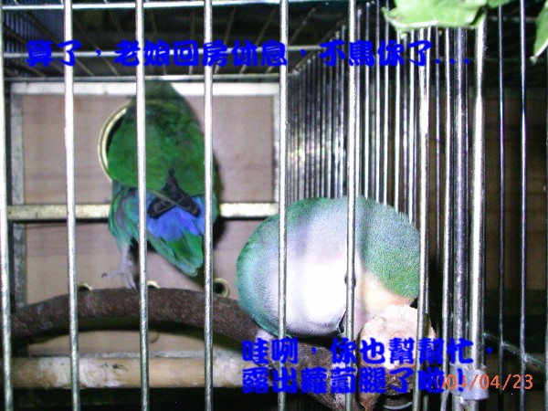 寶貝夫妻3