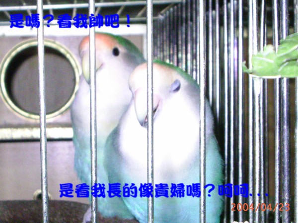 寶貝夫妻2