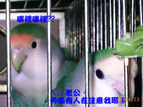 寶貝夫妻1