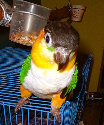 大頭鳥 KiKi