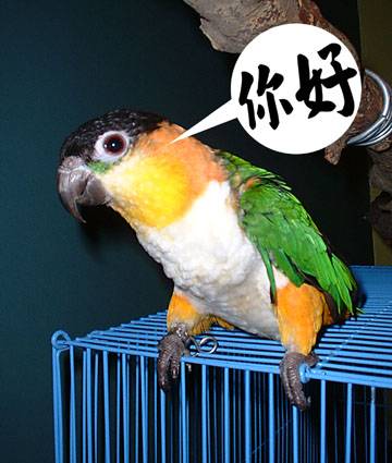 KiKi