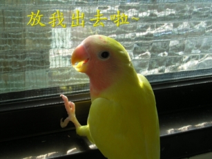 放我出去啦!